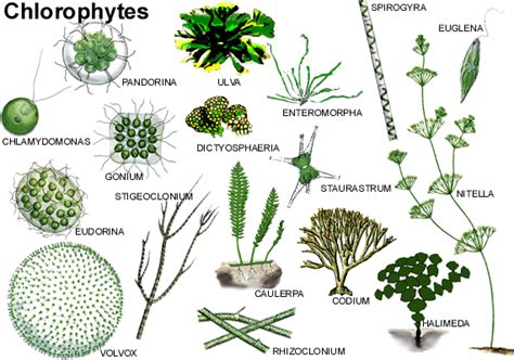 Características de las Algas | La guía de Biología