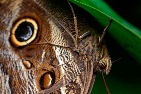 Características de las mariposas búho :: Imágenes y fotos