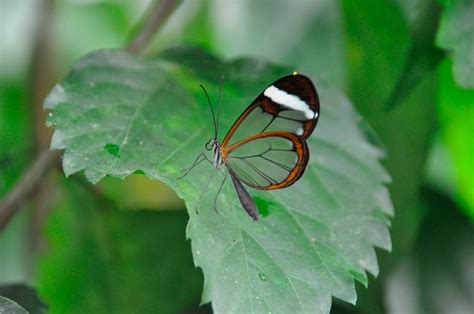 Características de las mariposas de cristal :: Imágenes y ...