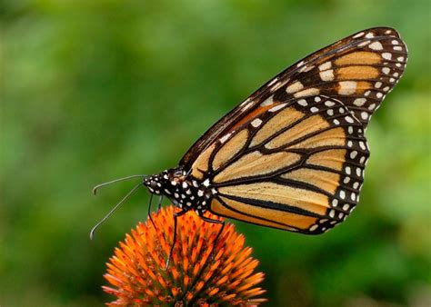 Características de las mariposas diurnas :: Imágenes y fotos