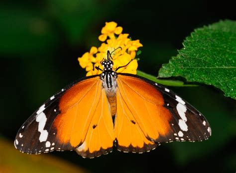 Características de las mariposas tigre :: Imágenes y fotos