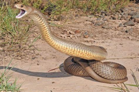 Características de las serpientes   Cómo es, qué come y ...