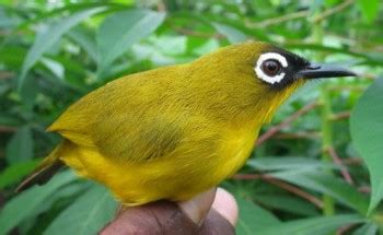 Características de los Pájaros Tropicales. Aves Tropicales