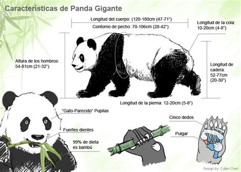 Características de panda gigante   viaje a china.com