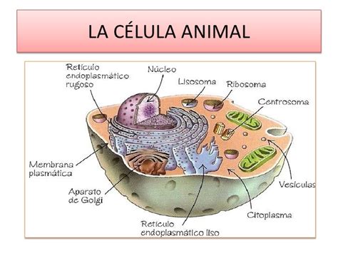 Caracteristicas de todas las celulas