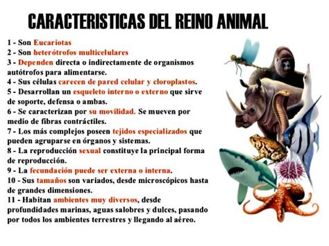 Características del reino animal   Reino animal