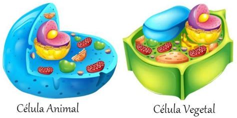 Características e Estrutura da Célula Animal   Toda Matéria