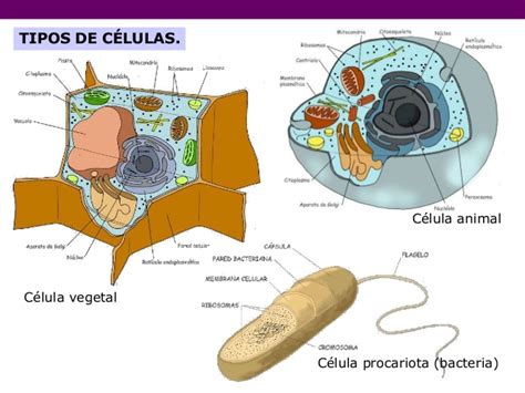 Características generales de la célula