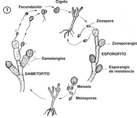 Características generales de los hongos.