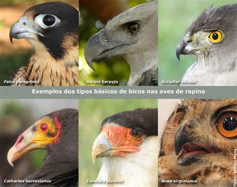 Características gerais das aves de rapina | Aves de Rapina ...