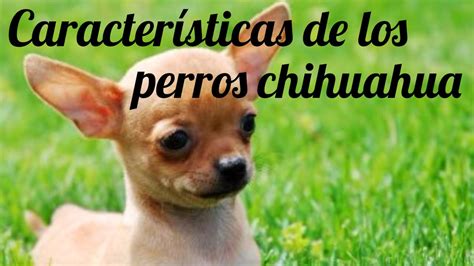 Características perro chihuahua [Información sobre el ...