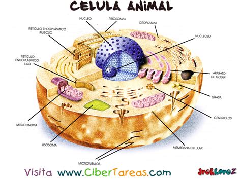 Características – Célula Animal | CiberTareas