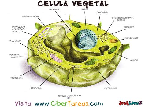 Características – Célula Vegetal | CiberTareas