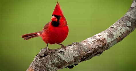 Cardenal | Pájaros   Birds | Pinterest | Cardenales ...