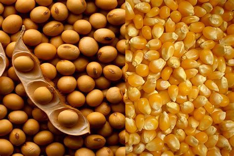 CargoNews Rússia suspende importações de soja e milho dos ...