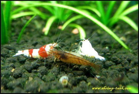 Caridina and neocaridina shrimps @ Shrimp Tank