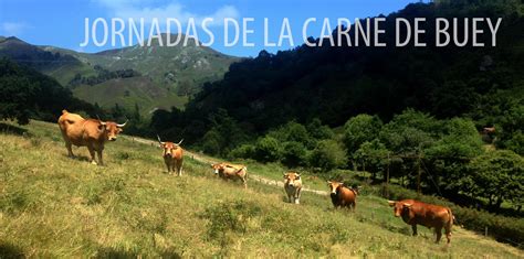 Carne de Buey en Asturias, Certificada y Auténtica