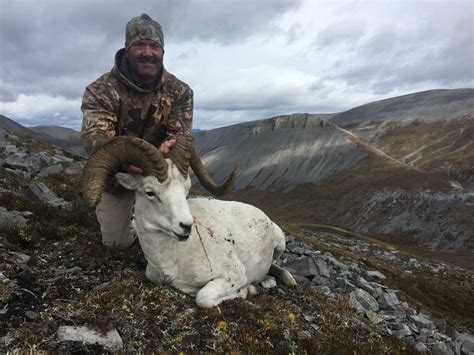 Carnero de Dall | South Nahanni Outfitters
