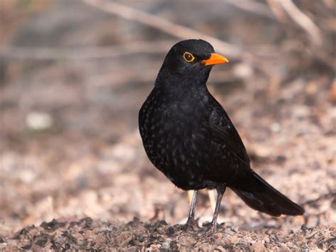 Carotenoid Trade Off in Blackbirds | Ornithology Lecture ...
