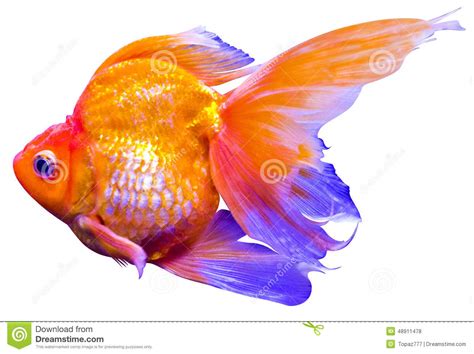 Carpa del pez de colores foto de archivo. Imagen de ...