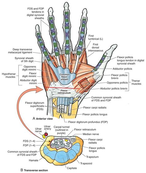 Carpal Tunnel Syndrome | Medical Assistant | Pinterest