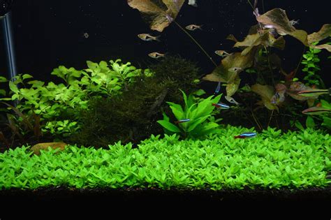 Carpet Plants For Aquarium   Carpet Vidalondon