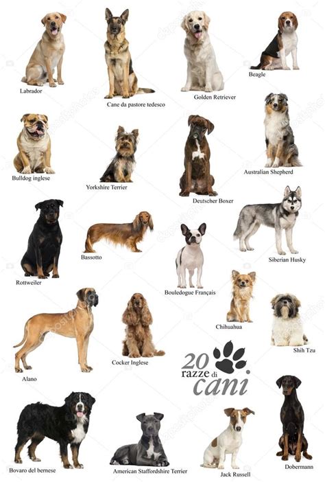 cartel de razas de perro en Italiano — Fotos de Stock ...