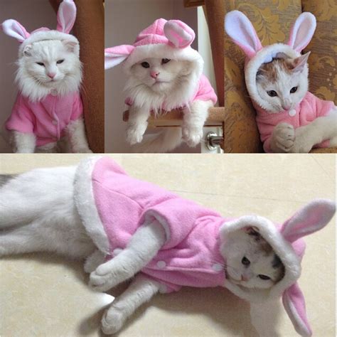 Cat Clothes: Bunny Costume – Accessories & Products for Cats