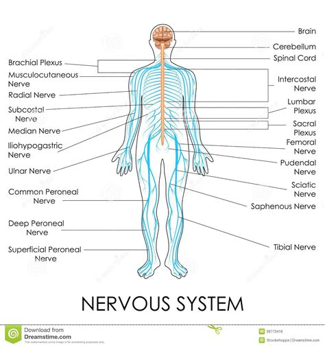 Cat Diagram Nerves Cat Bowel Diagram ~ Elsavadorla