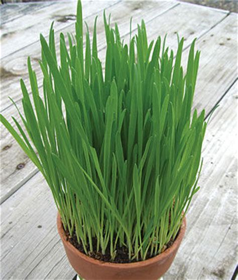 Cat Grass Seeds and Plants, Herb Gardening at Burpee.com