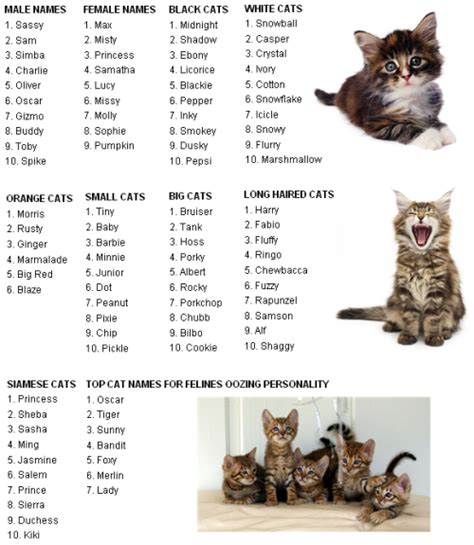 cat names on Tumblr