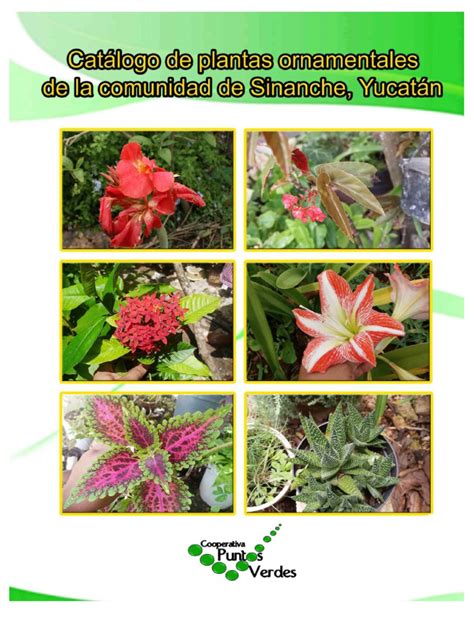 Catalogo de plantas ornamentales de Sinanche, Yucatán