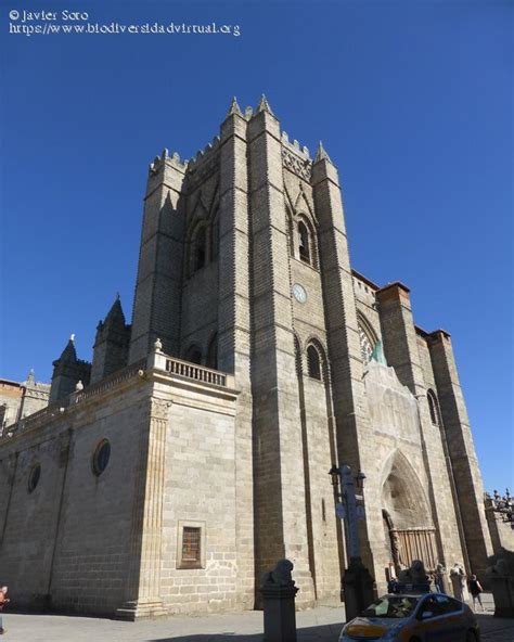 Catedral de Cristo Salvador, Ávila   47661   Biodiversidad ...