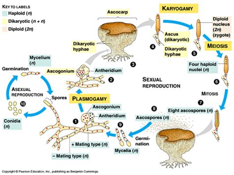 Caterpillar Fungus  Cordyceps sinesis/Reproduction by ...