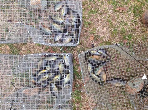 catfish traps for sale craigslist