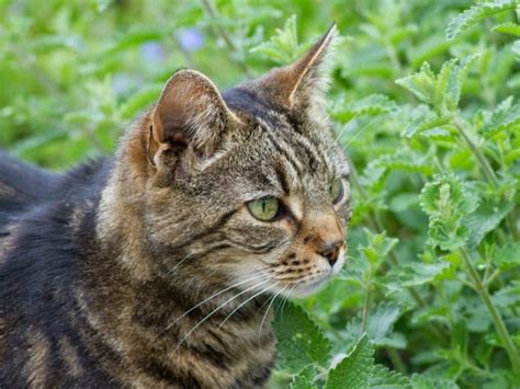 Catnip: hierba gatera que encanta a los gatos   Todo mascotas