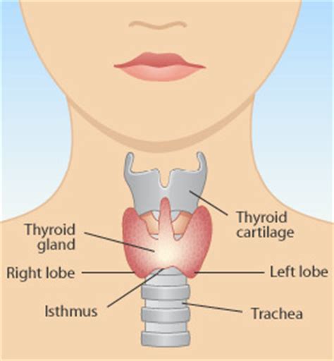 Causes and Treatments of Tight Feelings in Throat | Just ...