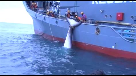 Caza de ballenas de barcos japoneses   YouTube