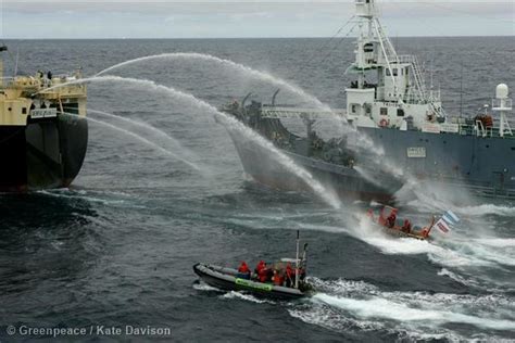Caza de ballenas   Defensa de los océanos | Greenpeace España