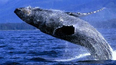 Caza de ballenas: Japón manda el martes barcos científicos ...