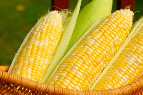 CBOT corn may test support at $3.43 1/2 – Business Recorder