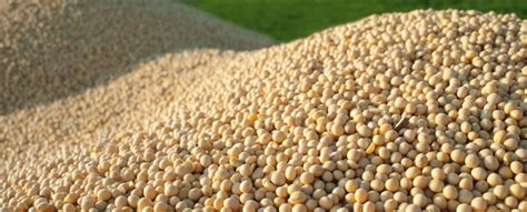 CBOT Review: Soybeans down with profit taking   The only ...