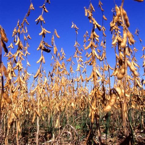 CBOT soybean market lacking positive drivers | Grainews