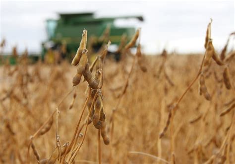 CBOT soybeans recover after dismal USDA data | The Western ...
