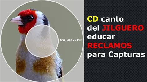 CD canto del Jilguero Educar reclamos para Capturas ...
