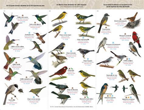 CeIBA AC on Twitter:  Guía de aves comunes de la Ciudad de ...