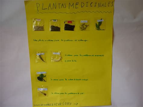 CEIP María Jesús Pérez Morales: Las Plantas Medicinales.