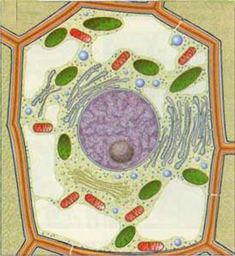 Cèl·lula procariota i cèl·lula eucariota