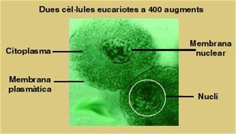 Cèl·lula procariota i cèl·lula eucariota