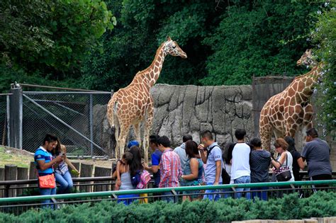 Celebra 92 años el zoológico de Chapultepec | INFO7